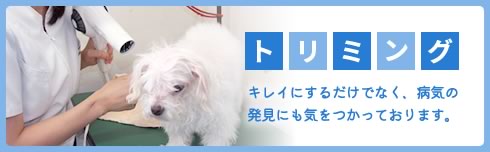 トリミング